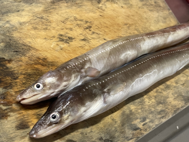 のれそれとは？意味と名前の由来